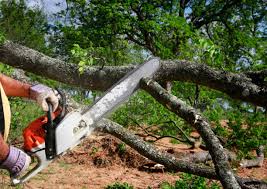 How Our Tree Care Process Works  in  Tatum, TX